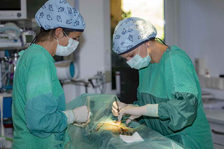 Operation in der Tierarztpraxis